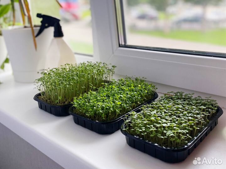 Семена Микрозелень от 50 грамм арт.0053