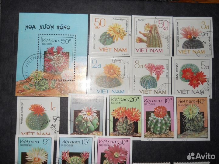 Вьетнам Кактусы