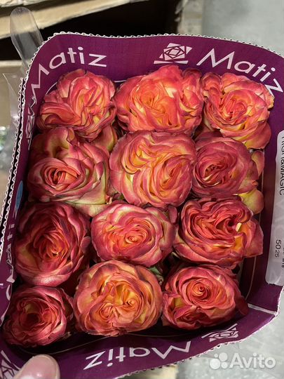 Розы от склада свежие Голландия и Эквадор