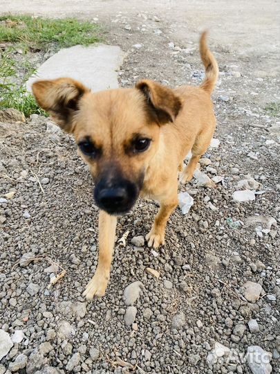 Собака малышка