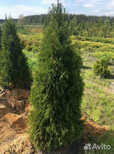 Туя смарагд