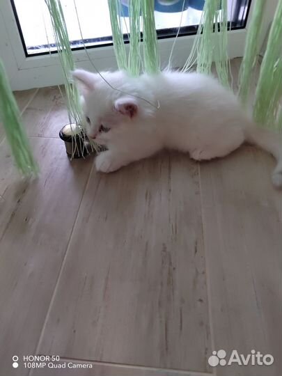 Котята от домашней кошки