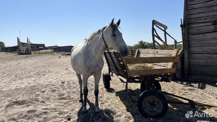 Продается лошадь