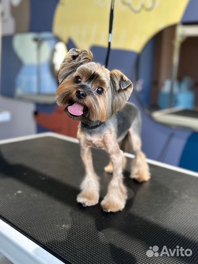 Грумер. Стрижки. Экспресс-линька. Выезд на дом