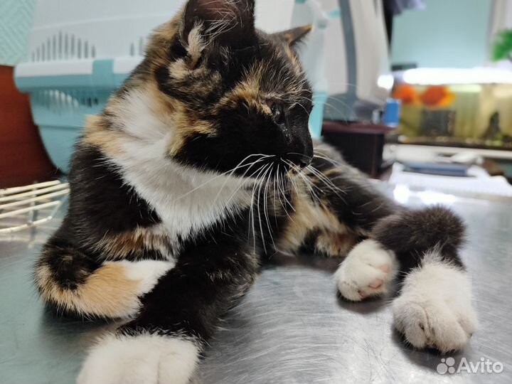 Трехцветный котенок Ириска в дар