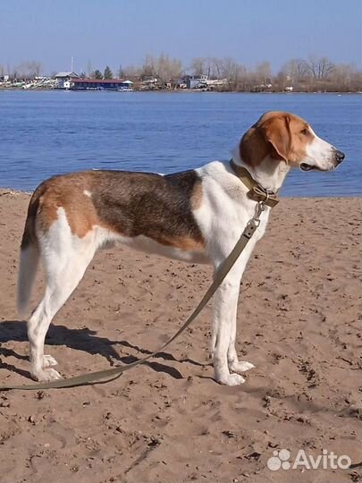 Выжлец русской пегой гончей для вязки