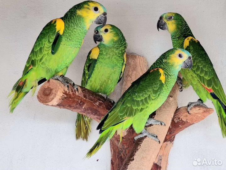 Попугай амазон птенцы