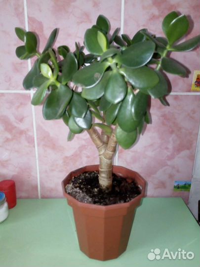 Крассула толстянка