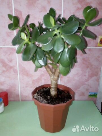 Крассула толстянка