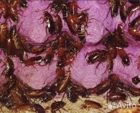 Мраморный и туркменский таракан