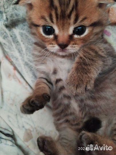 Шотландские котята
