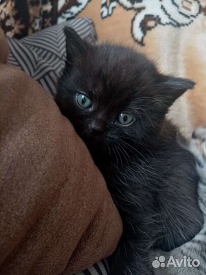 Кошка в дар бесплатно