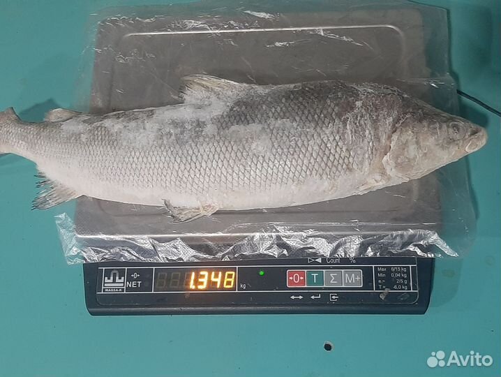 Рыба Муксун с/м. Якутия