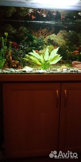 Аквариум