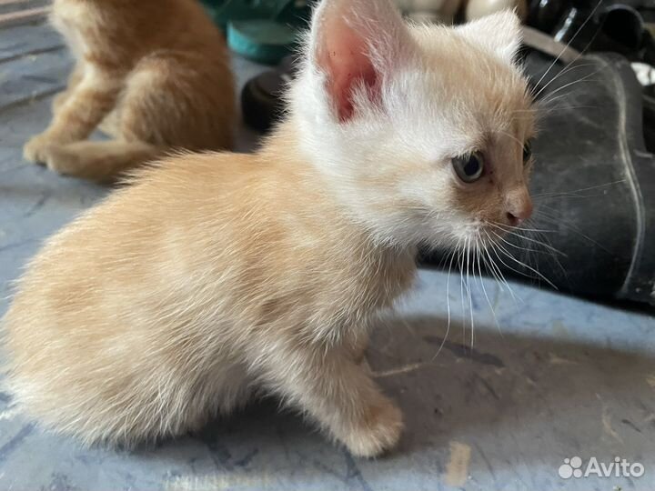 Котята