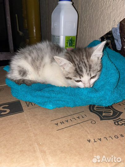 Кошка в дар