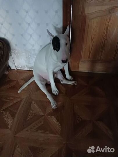 Домашние животные собаки