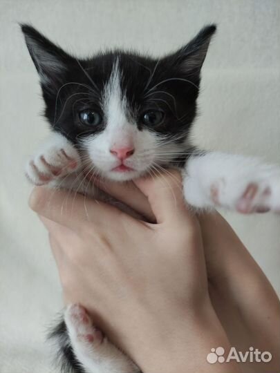 Отдам котят