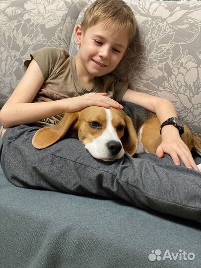 Передержка собак