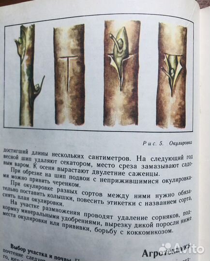 Вишня и слива. Яблоня. 1986