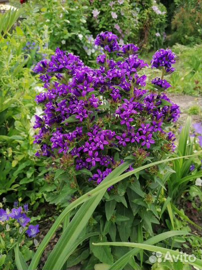 Семена многолетних цветов