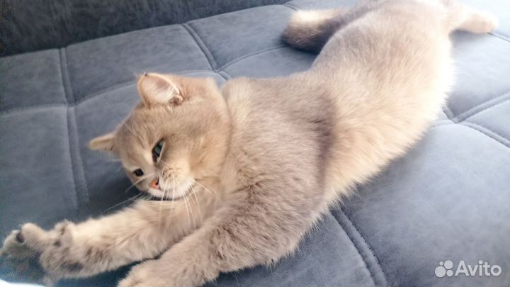Британская кошка