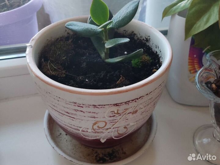 Комнатные растения