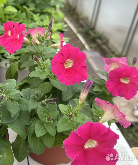 Ампельная петуния