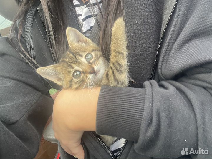 Кошечка в добрые руки