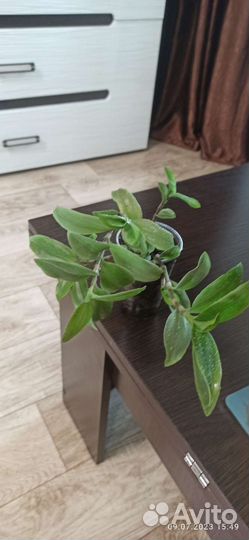 Традесканция зеленая