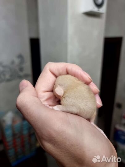 Крыса крысята дамбо рыжие фавн агути питомник