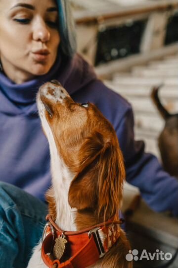 Дрессировка собак Кинолог Подарим уроки