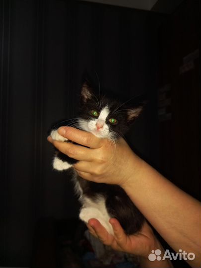 Котенок
