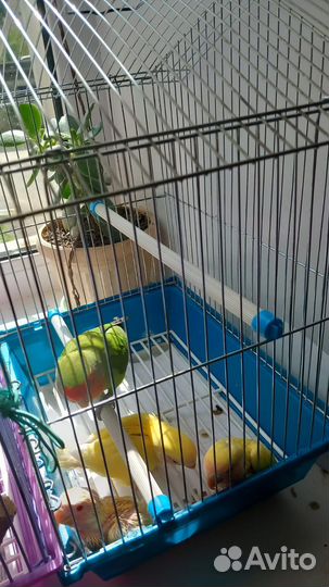 Попугай неразлучники