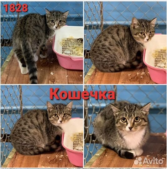 Кошкам и котятам нужен дом