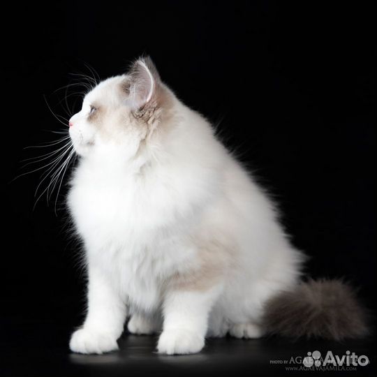 Котенок рэгдолл в добрые, состоятельные руки