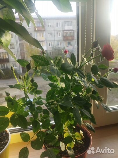 Комнатные цветы розы