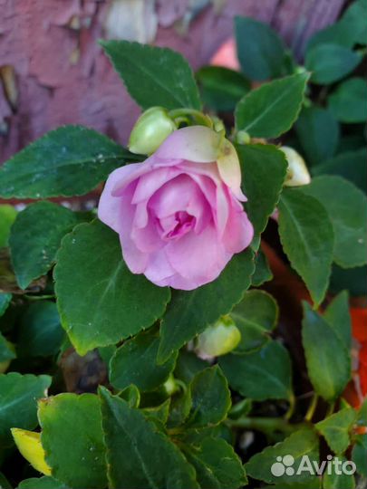 Сортовые бальзамины