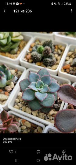 Суккуленты Эхиверии, много разных видов