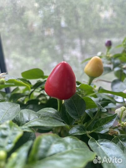 Острый перчик рассада