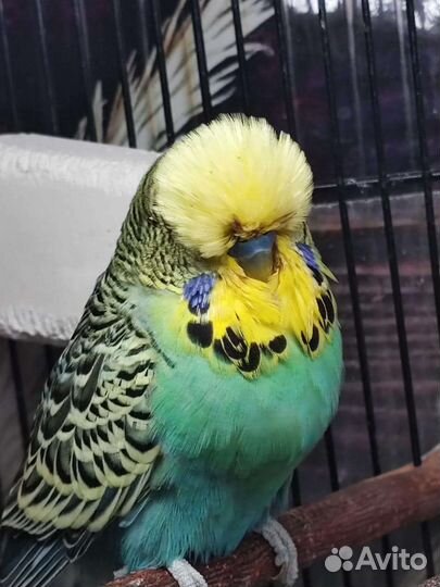 Птенцы ручного говорящего попугайя ввп Чех