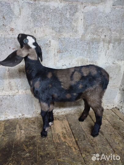 Англо-нубийские козлята