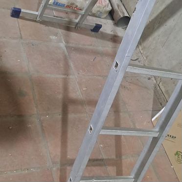 Азавак, взрослый пёс