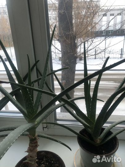 Алоэ 3-летний