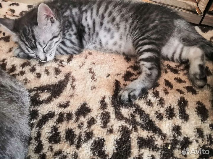 Бенгальские котята