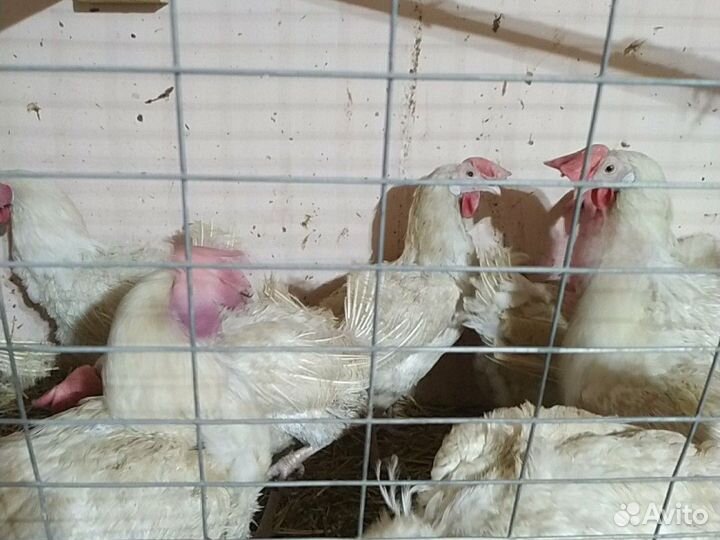 Куры несушки