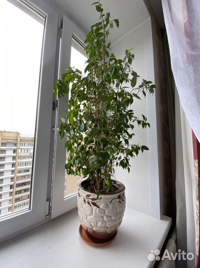 Фикус в керамическом горшке