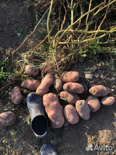 Семенной картофель