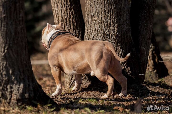 Американский булли tarus vincent vega