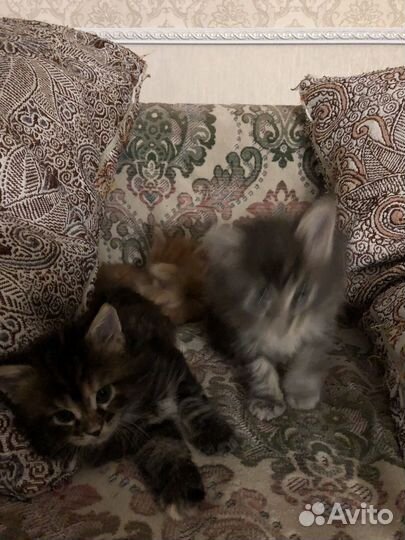 Котята мейн-кун